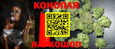 сатива Новокубанск