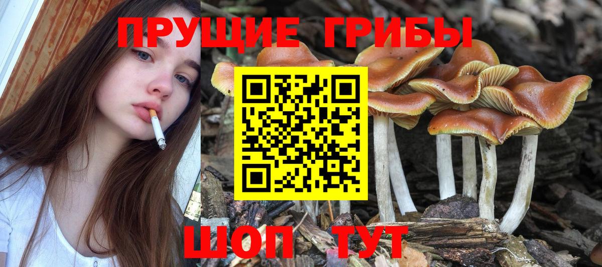 Псилоцибиновые грибы мицелий  Вход с VPN  Новокузнецк  Псилоцибиновые грибы мухоморы 